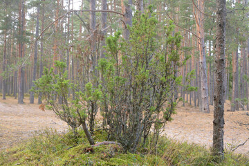 Young pine tree in forest.