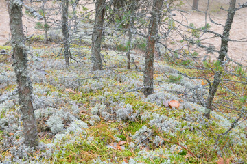 The trunks of pine trees and moss.
