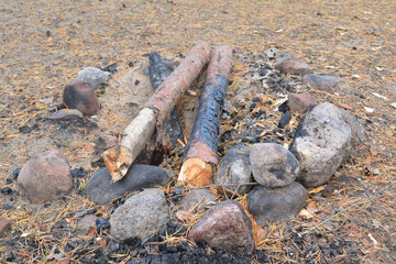 Unburned pine branches.