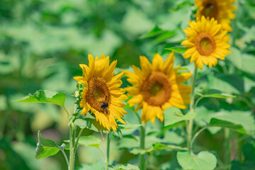 ひまわり畑の向日葵　ヒマワリ
