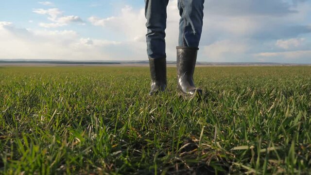 man farmer a red neck feet in rubber boots in cap is walking on lifestyle a green field bottom view. spring harvest agriculture concept. male working feet walks on winter wheat green inspects the crop