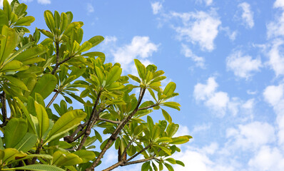 Plumeria trees with sky and clouds.