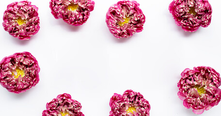 Frame made of pink lotus flower on white