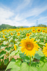 Fototapeta premium ひまわり畑の向日葵 ヒマワリ