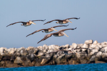 Flock of Pelicans making a flyby