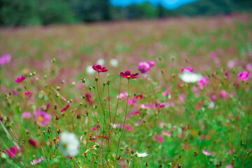治部坂高原　コスモス畑の秋桜