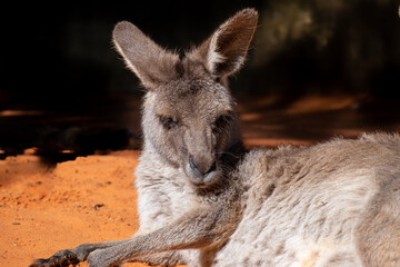 An Australian kangaroo lays on red sand. The wild animal has long tan and brown color fur, large pointy ears, long snout, dark eyes, and a thick middle body.  There are two paws in front of its head.