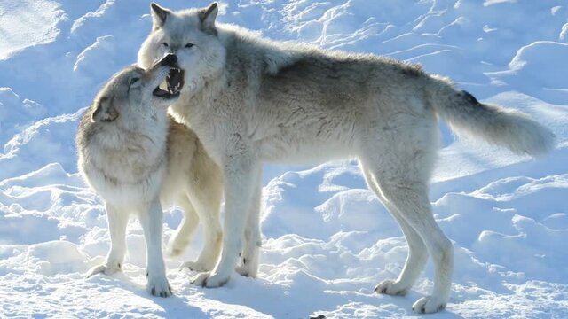 Two common grey wolves playing in the snow