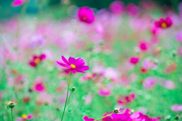 治部坂高原　コスモス畑の秋桜