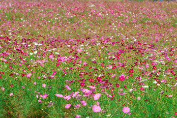 治部坂高原　コスモス畑の秋桜