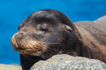 Obraz premium A sea lion sunning on the rocks