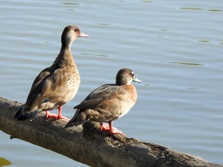 Two small ducks perched on a log that stretches over a lake, basking in the sun. One of them has its neck extended, watching for something. Quiet sunny afternoon.