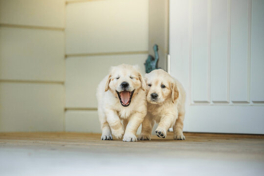 two Golden retriever puppies running. Dogs in the interiors of the house. Pet indoors