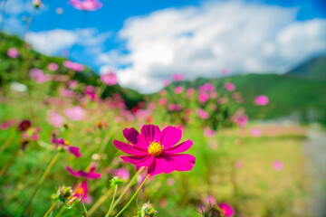 Obraz premium 治部坂高原 コスモス畑の秋桜
