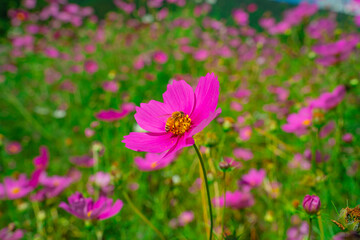 治部坂高原　コスモス畑の秋桜
