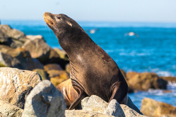 A sea lion sunning on the rocks