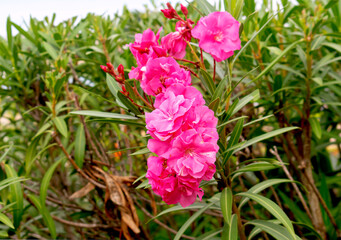 pink flowers in the garden