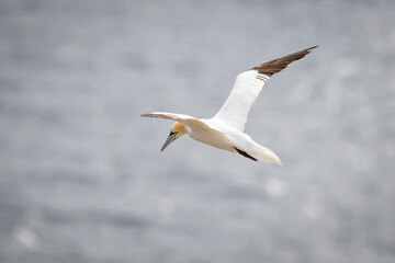 An adult gannet flying through the air over the blue ocean. The seabird has a yellow head, long thin neck, long white wings with black tips, and long black tail. It has blue eyes and a long black bill