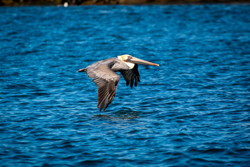 Pelican Gliding through the air