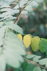 green to yellow gradient leaves on a branch