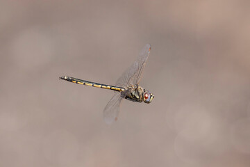Dragonfly in flight with soft brown background