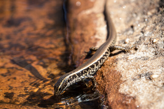 Eastern Water Skink searching and feeding on frogs eggs