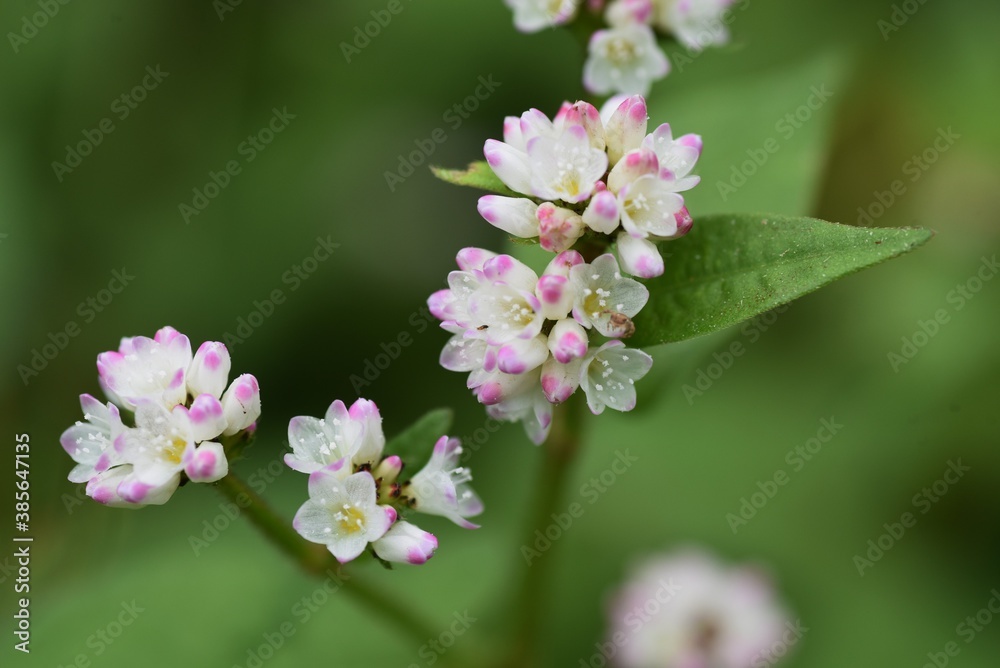 Sticker Polygonum thunbergii flowers / Polygonaceae annual grass