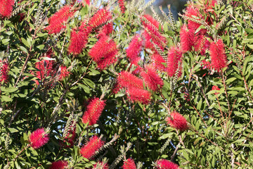 Bottlebrush tree with numerous red flowers