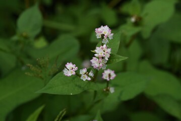 Polygonum thunbergii flowers / Polygonaceae annual grass