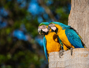 blue and yellow macaws