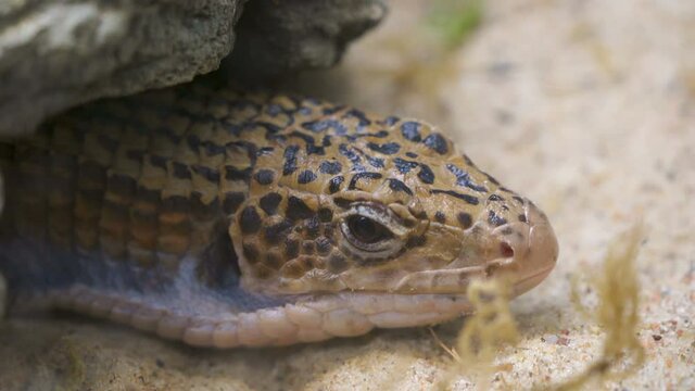 A closer look of the head of the brown color snake