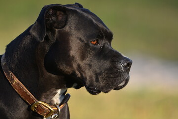 Head shot of a black boxer dog