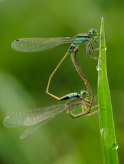 Matting damselfly , dragonfly on grass