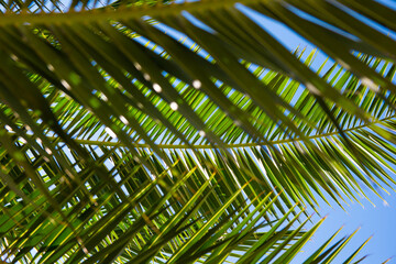 Three palm tree leaves at the cloudless sky background
