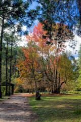 Campos do Jordão autumn, São Paulo, Brasil