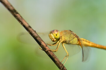Close Up Head yellow dragonfly