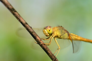 Close Up Head yellow dragonfly