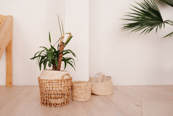 green plant in beige wicker basket and empty baskets in light empty exterior of the room. Stylish minimalistic Scandi interior. Growing and maintaining plants at home