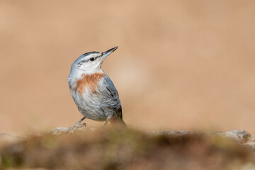 Anadolu sıvacısı » Krüper`s Nuthatch » Sitta krueperi