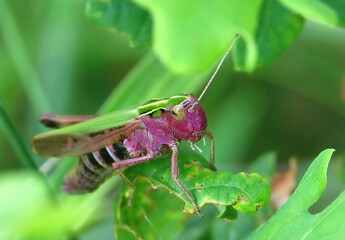 Background with meadow purple grasshopper on a green leaf.Rare purple grasshopper eats and harms the vegetable garden.
