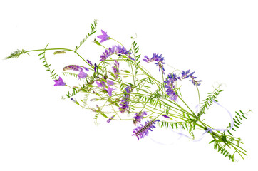 Wild meadow flowers with lilac inflorescences on white background.