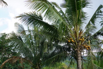 Coconut tree photography in park, Close-up view of coconut trees in summer fields. Farm background, Sunny morning view.