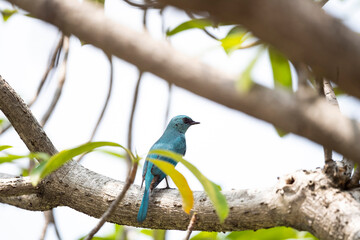 Verditer Flycatcher