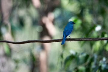 Verditer Flycatcher