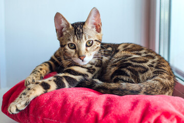 Cute golden bengal kitty cat laying on the red pillow on windowsill and relaxing.