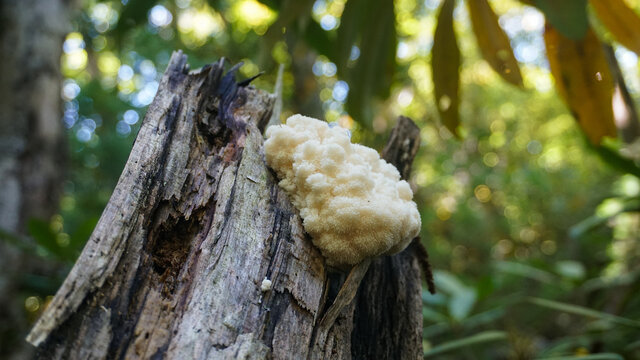 Wild Lion's Mane mushroom growing on a downed Beech tree. 