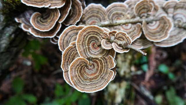 Turkey Tail mushrooms ( Trametes versicolor ) growing wild. A medicinal fungi used for immune function.