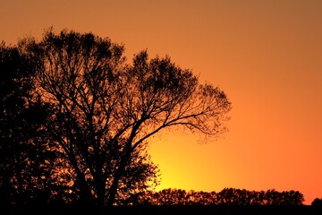 sunset in the field in Kansas with a tree silhouette out in the country.