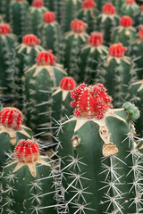 Cactus, Succulents in different types of saplings and succulents..