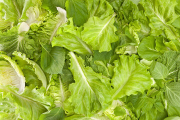 Background texture of fresh salad lettuce.